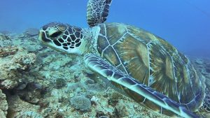 恩納村 ダイビングライセンス