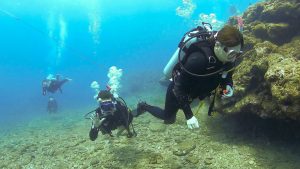 ケラマ　ダイビング