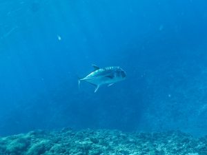 ケラマ　ウチザン