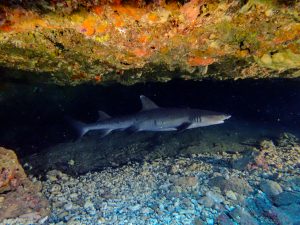 恩納村　ダイビング