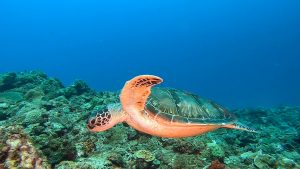 恩納村 ダイビングライセンス