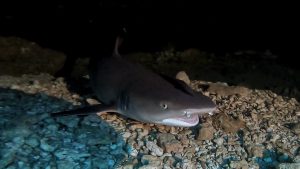 恩納村　ダイビング