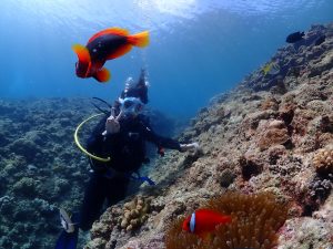 恩納村 ダイビングライセンス