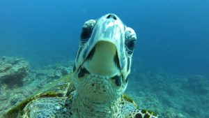 恩納村 ダイビングライセンス