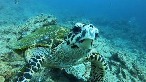 恩納村 ダイビングライセンス