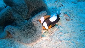 恩納村 ダイビング