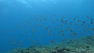 恩納村 ダイビングライセンス