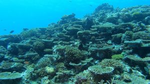 恩納村 ダイビング