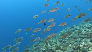 恩納村 ダイビングライセンス