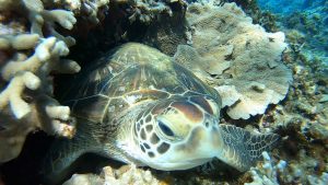 透明度最高のケラマ諸島でアドバンスのダイビングライセンス講習