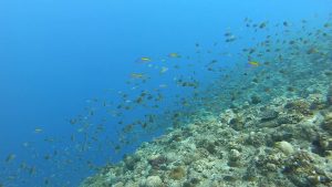 恩納村 ダイビング