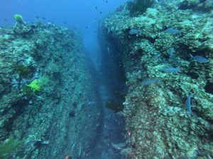 恩納村 ダイビング