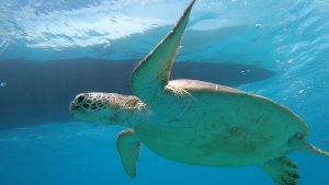 沖縄　ダイビングライセンス　恩納村