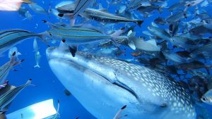 沖縄　ジンベエダイビング