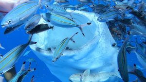 沖縄で初めてのファンダイビングはジンベエザメとダイビング