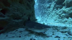 ケラマでファンダイビング!予想以上に透明度が良かった。