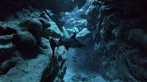 ケラマ ダイビングライセンス