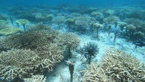 恩納村 ダイビングライセンス