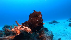 恩納村 ダイビング