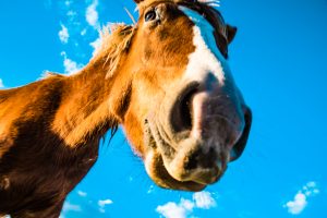 与那国 ダイビング