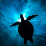 恩納村　山田ポイントでファンダイビング　ホンソメが邪魔！