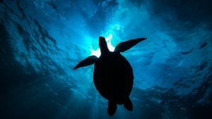 恩納村 山田ポイントでファンダイビング ホンソメが邪魔!