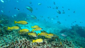 恩納村 ダイビングライセンス