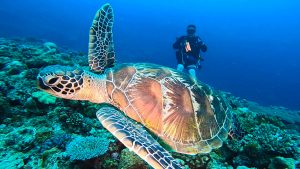 恩納村 ダイビング