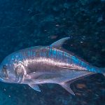 恩納村万座でファンダイビング!ドリームホールにロウニンアジ!