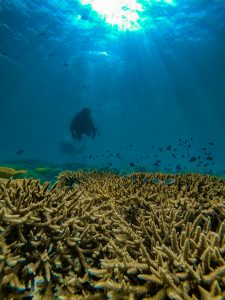 恩納村 ダイビングライセンス