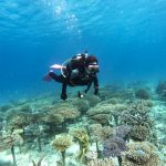 恩納村青の洞窟でダイビングライセンス取得！ウミガメも遭遇！