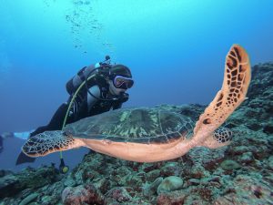 恩納村 ダイビングライセンス