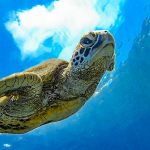 ケラマでダイビング!砂地ダイビングでお遊び!