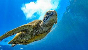 恩納村 ダイビング