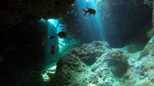 恩納村 ダイビングライセンス