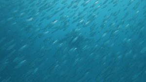 恩納村 ダイビングライセンス