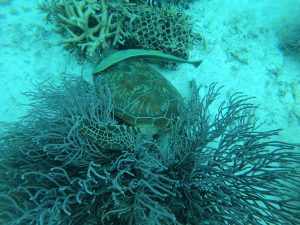 恩納村 ダイビングライセンス