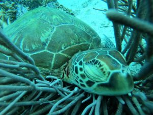 恩納村 ダイビングライセンス