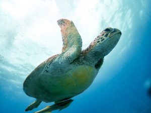 恩納村 ダイビング