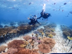 恩納村 ダイビング