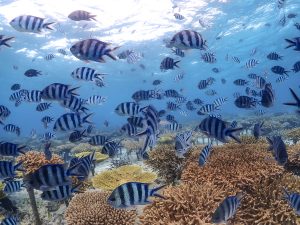 恩納村 ダイビング