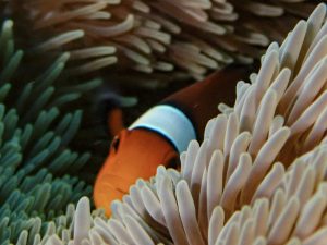 恩納村 ダイビングライセンス