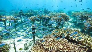 恩納村 ダイビングライセンス