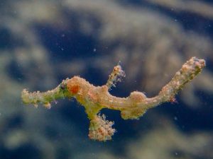 恩納村 ダイビング