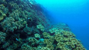 恩納村 ダイビングライセンス