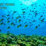 恩納村でスキンダイビング、海は落ち着いてきました。