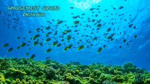 恩納村でスキンダイビング、海は落ち着いてきました。