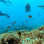 ケラマでダイビング!冬場のポイント トウマのユビエダ!