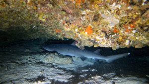 恩納村 ダイビングライセンス