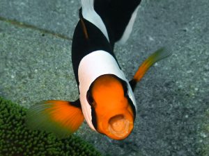 恩納村 ダイビングライセンス